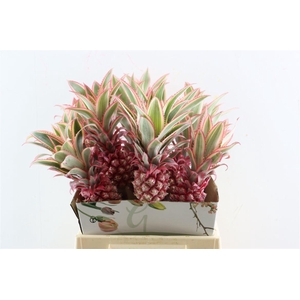 Ananas Striatos Medium