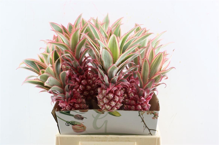 <h4>Ananas Striatos Medium</h4>