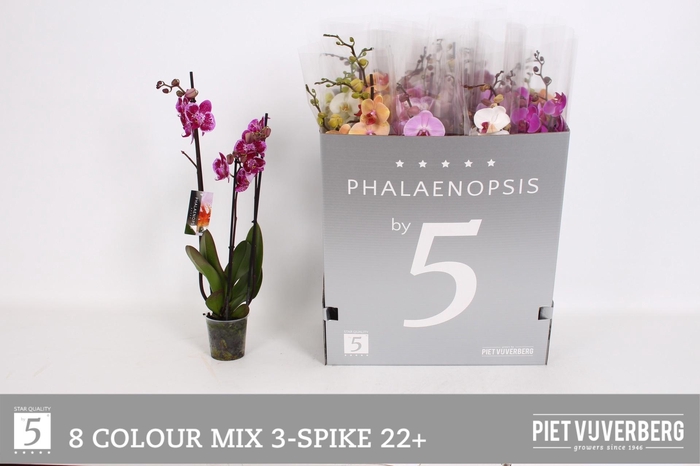 <h4>PHAL GEM 8 KL</h4>