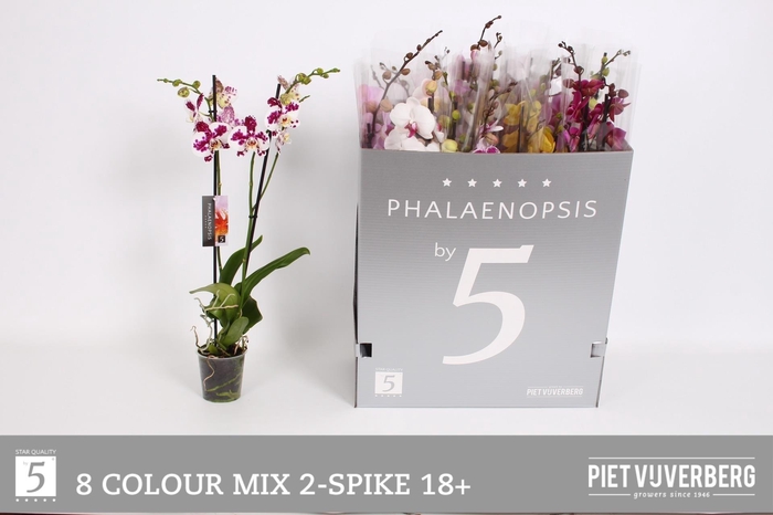 <h4>PHAL GEM 8 KL</h4>