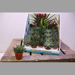 Aloe & Hawor Gem In Showbox