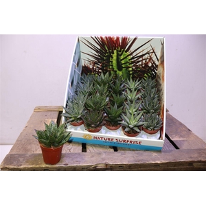 Aloe & Hawor Gem In Showbox