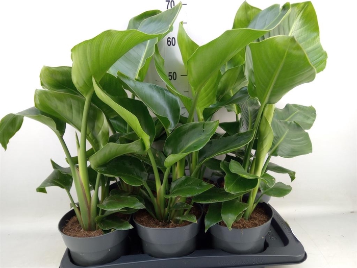 <h4>Strelitzia nicolai</h4>