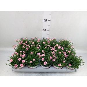 Dianthus  'Diantica Peach Party'
