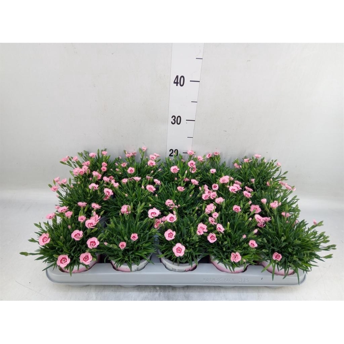 <h4>Dianthus  'Diantica Peach Party'</h4>