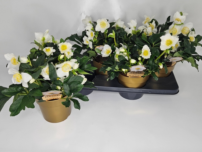 <h4>Hell Ni Hgc Joel</h4>