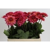 Dahlia Salmon Runner