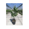 Citrus hystrix