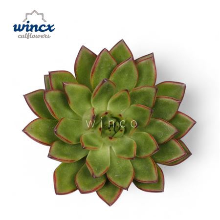 <h4>Echeveria Agavoides Belga Cutflower Wincx-8cm</h4>