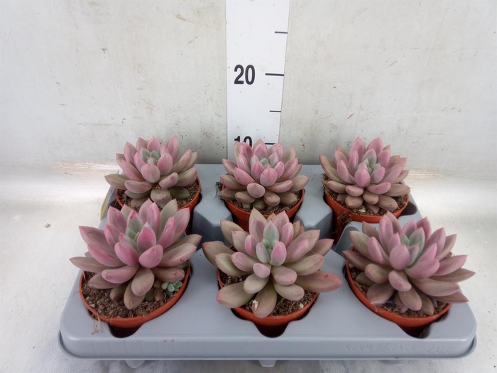 <h4>Succulents   ...</h4>