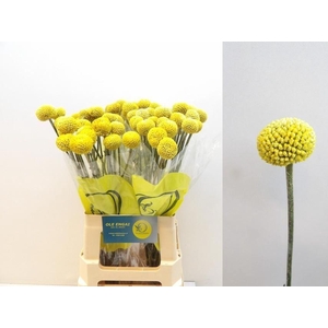 GLOBOSA PAINTBALL POPUP