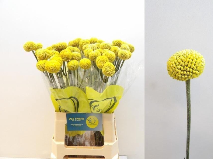 <h4>GLOBOSA PAINTBALL POPUP</h4>