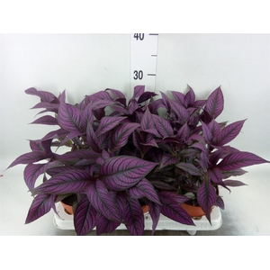 Strobilanthes