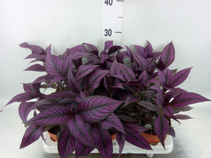 <h4>Strobilanthes</h4>