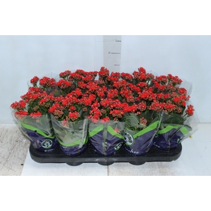 KALANCHOE DOBRADO P11 VERMELHO