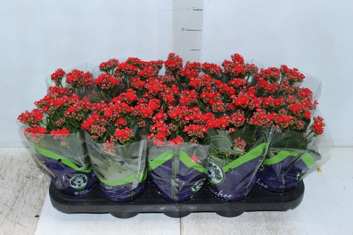 <h4>KALANCHOE DOBRADO P11 VERMELHO</h4>