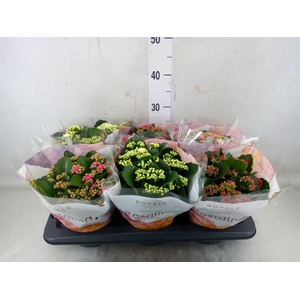 Kalanchoe blos. 'RoyalDon'   ..mix