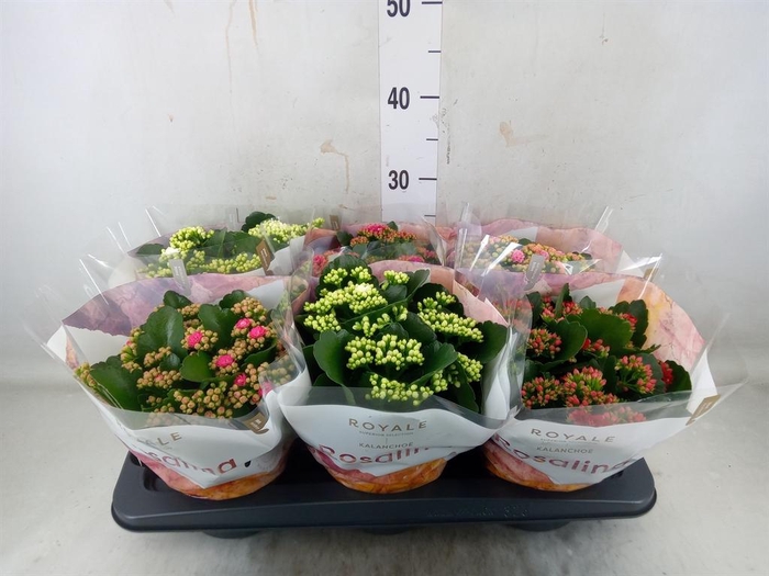<h4>Kalanchoe blos. 'RoyalDon'   ..mix</h4>