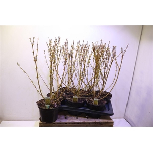 arr8 Forsyth In Weekend