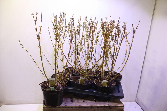 <h4>arr8 Forsyth In Weekend</h4>