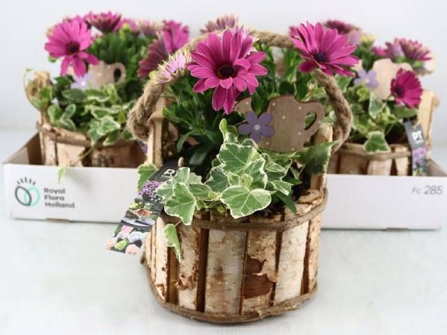 <h4>ARR TUINPLANTEN</h4>