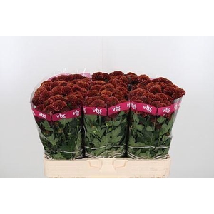 CHR S AAA DORIA CHER