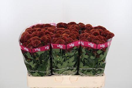 <h4>CHR S AAA DORIA CHER</h4>