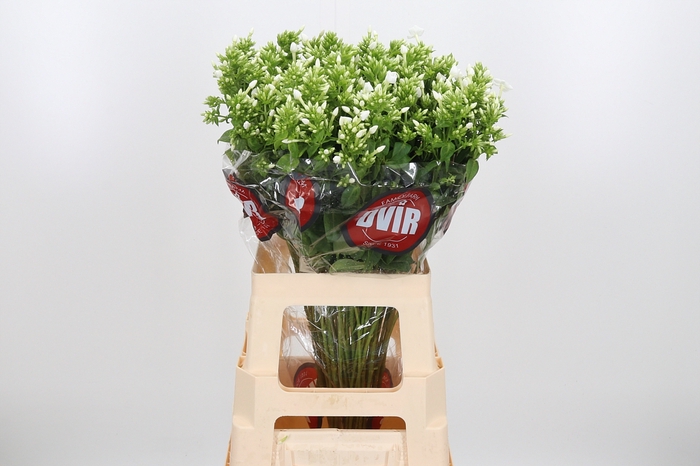 <h4>Phlox Icecap</h4>