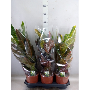 Codiaeum var. GR 'Excellent'