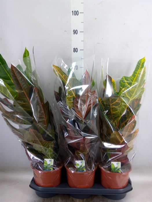 <h4>Codiaeum var. GR 'Excellent'</h4>