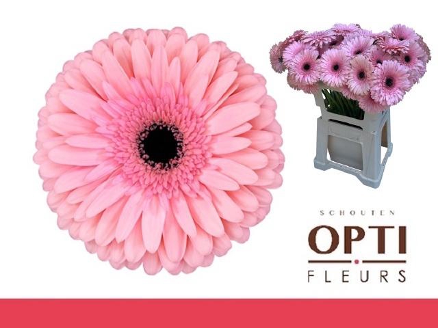 <h4>GE GR ESTRELLA</h4>