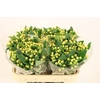 Hypericum Magical White Prince