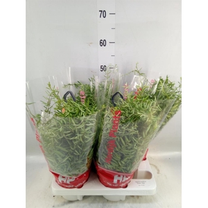 Aeschynanthus  'Green Star'