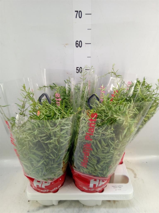 <h4>Aeschynanthus  'Green Star'</h4>