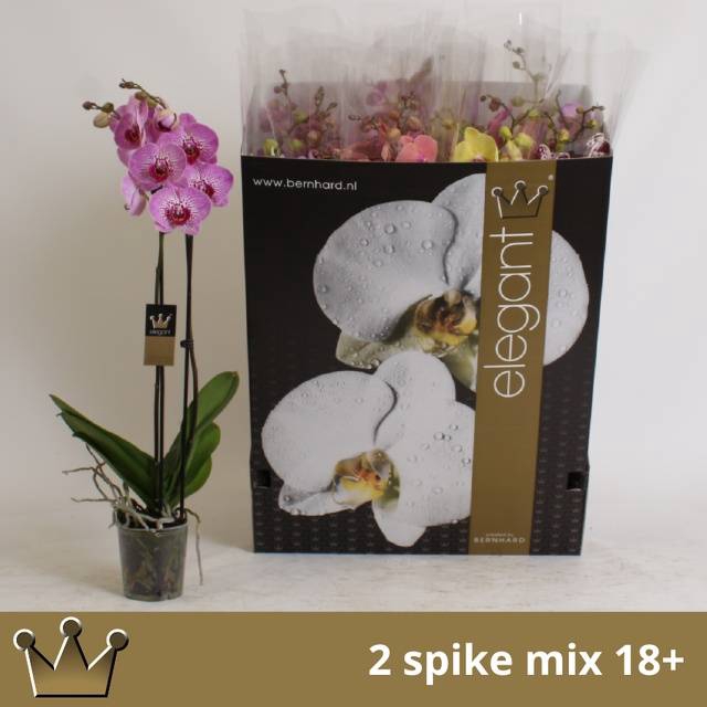<h4>PHAL GEM 8 KL</h4>