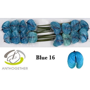 Anthurium Anth A Ov Klb H