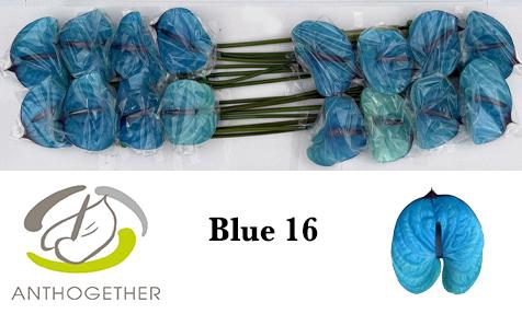 <h4>Anthurium Anth A Ov Klb H</h4>