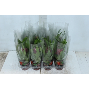 GUZMANIA MINOR P09 VARIADO