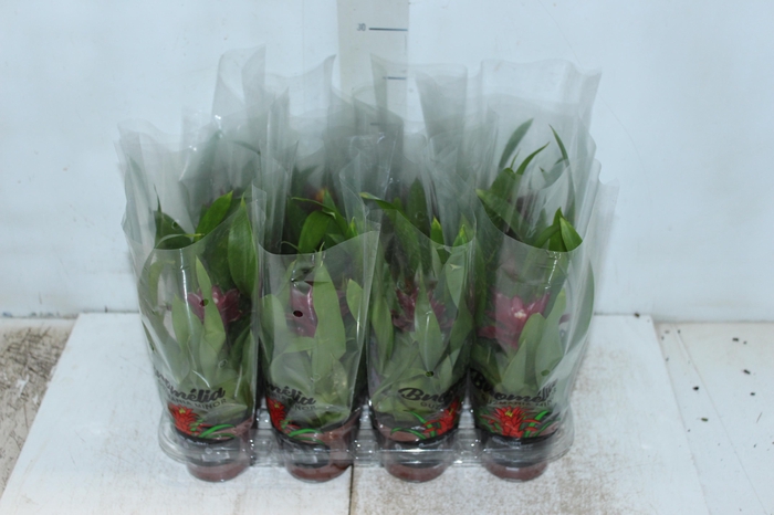 <h4>GUZMANIA MINOR P09 VARIADO</h4>