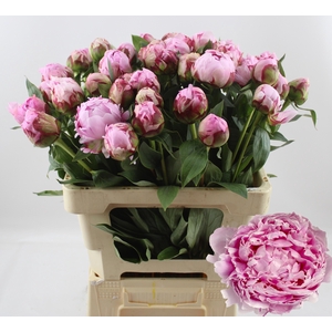 PAEO L SARA BERNHARD