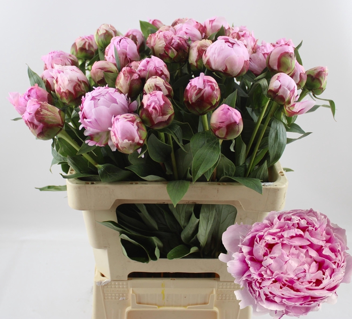 <h4>PAEO L SARA BERNHARD</h4>