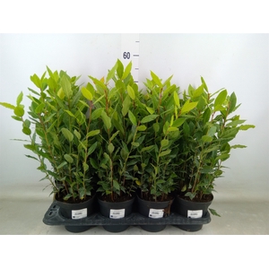 Laurus nobilis
