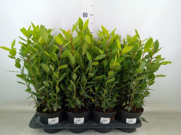 <h4>Laurus nobilis</h4>