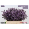 Limon Safora Lilac