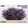 Limon Safora Lilac