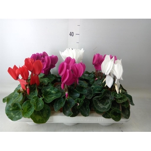 Cyclamen GR 'Vintro'
