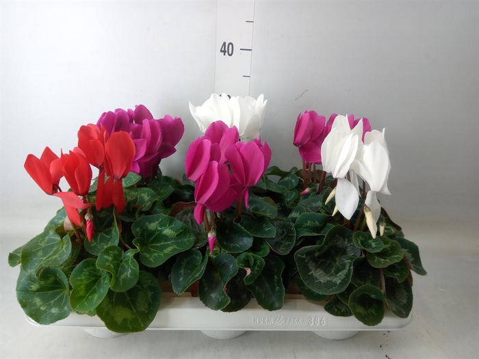 <h4>Cyclamen GR 'Vintro'</h4>