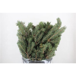PINUS STROBUS BS