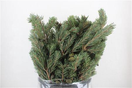 <h4>PINUS STROBUS BS</h4>