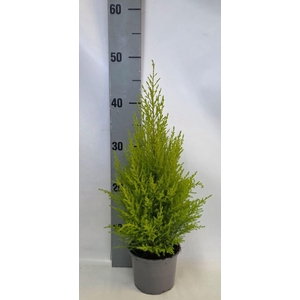 Cupressus macr. Goldcrest Wilma